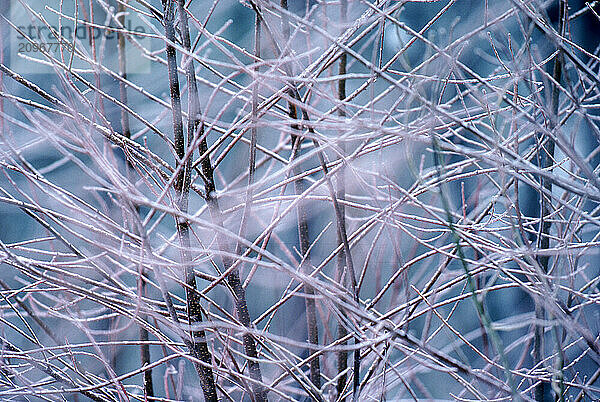 Winter Trees.