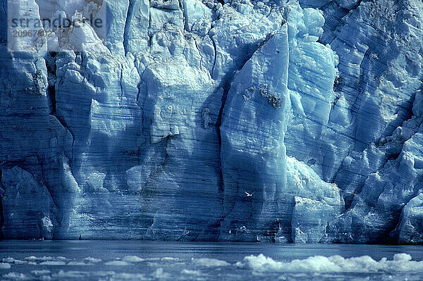 Thick blue glacier meets the sea  Alaska  USA.