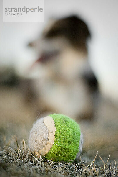 Tennis ball on the ground with an Australian Shepherd out of focus.