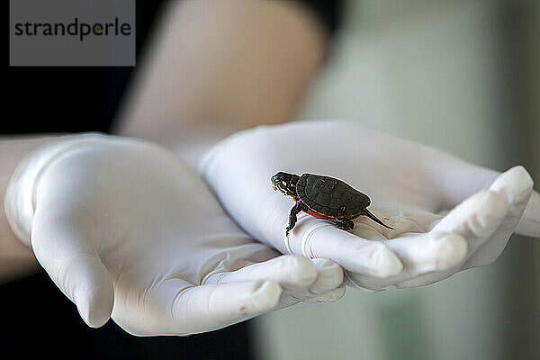 baby turtlel at Wild Care Cape Cod