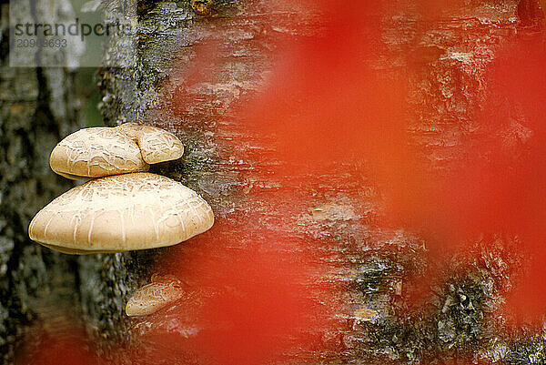 Mushrooms