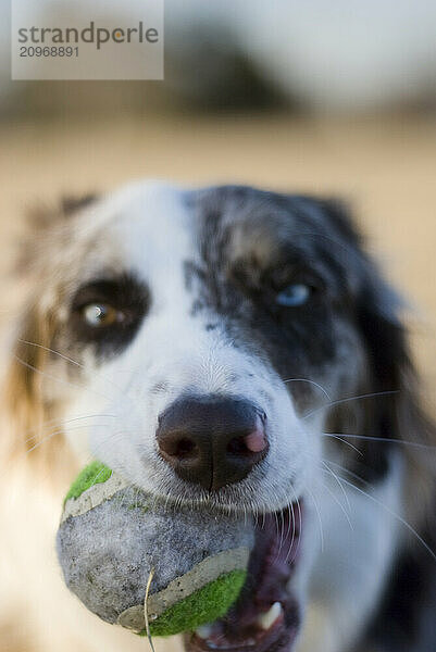 Close up of an Australian Shepherd Cattle dog holding a ball.