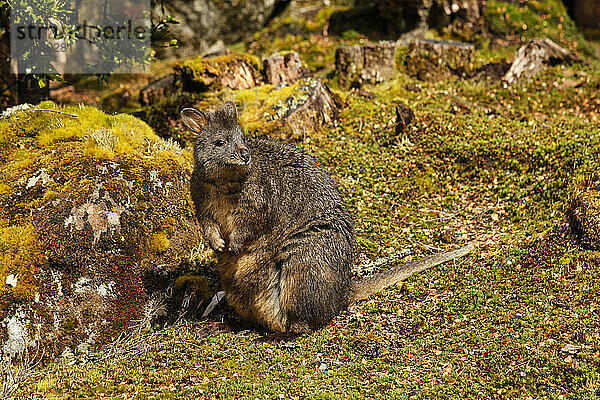 Close-up Of Tasmanian Pademelon In Tasmania