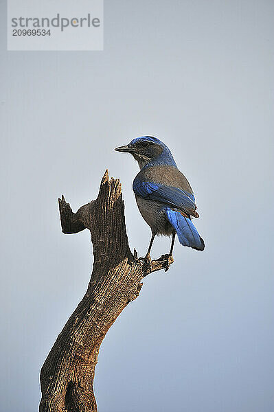 A colorful Mountain Blue Bird sits perched on a dead juniper branch in the Garden of the gods.