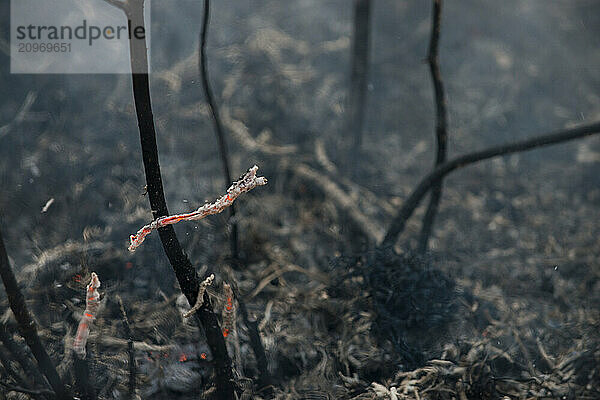 Smoldering And Burnt Bushes