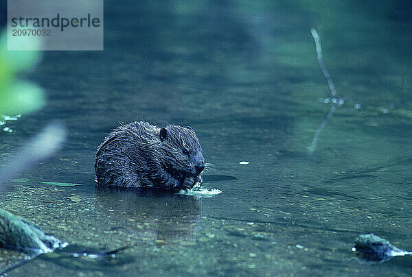 A beaver on the Current River.