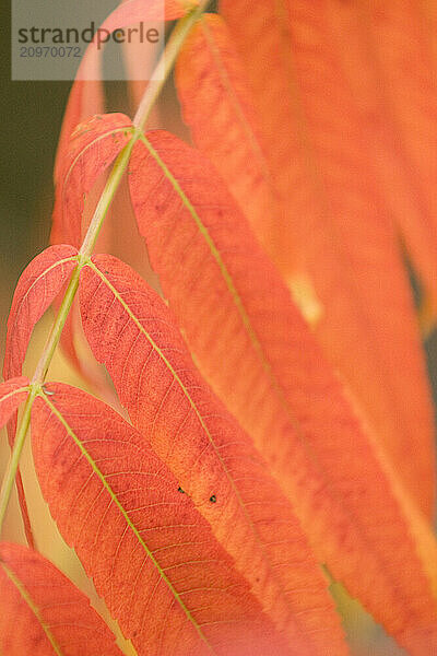 Fall leaf detail  Lowell  Maine.