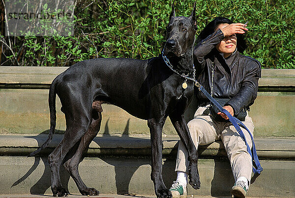 Dog and owner in Central Park.