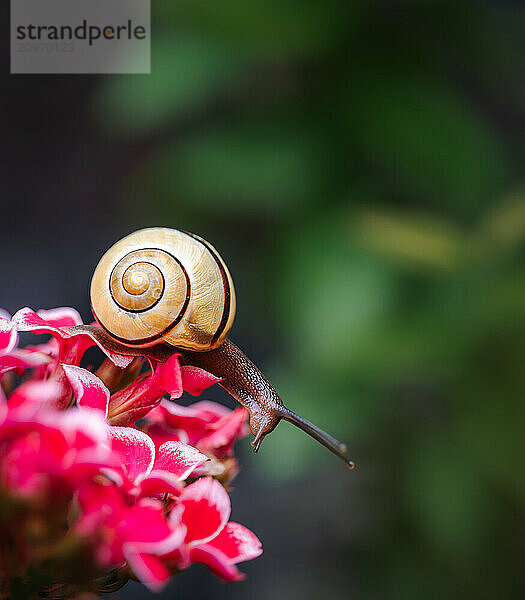 Close up of garden snail crawling over bright pink flowers.