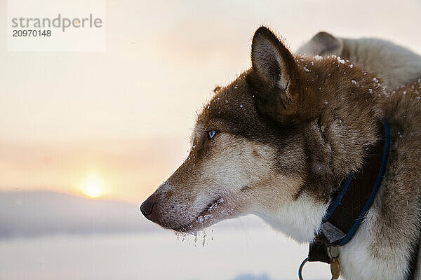 Portrait of sled dog  Sweden