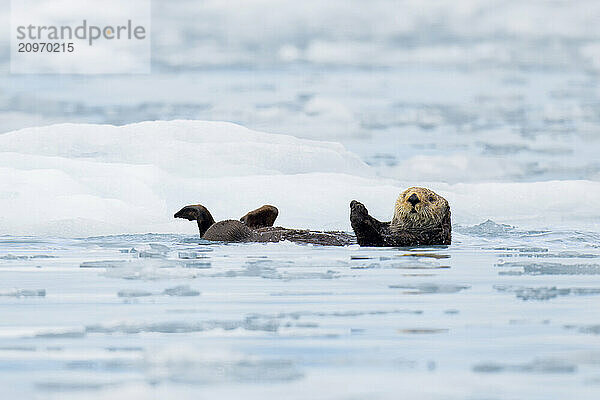 Sea Otter surrounded by icebergs in Alaska