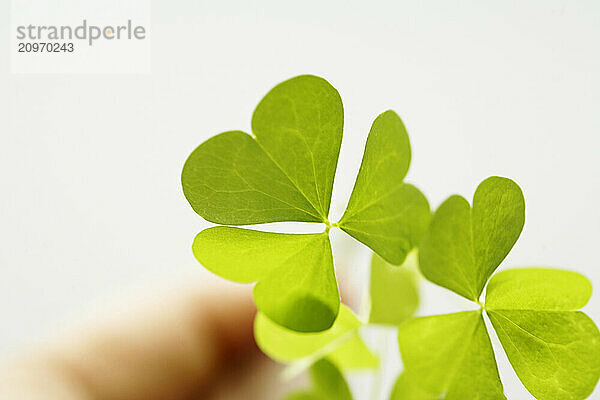 Close up of a man holding a 3 leaf clover.