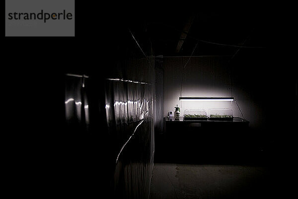 A batch of 2-6 week old medical marijuana plants  known as clones  spend another 2 weeks in a acclimatized room before they are ready to be potted and soiled. Denver  Colorado.