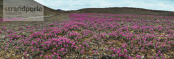 Pink wildflowers in meadow  Iceland