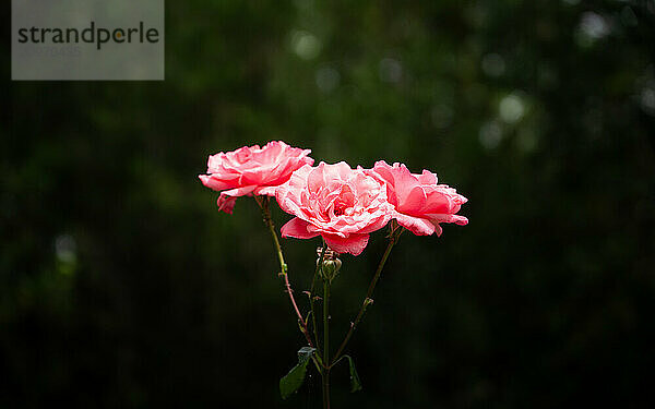 A trio of rose petals bloom in bright pink during the summer