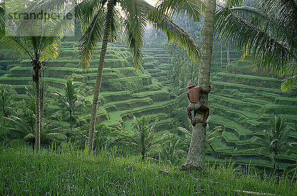 Rice terraces of Ceking  a Bahasa scales a tree