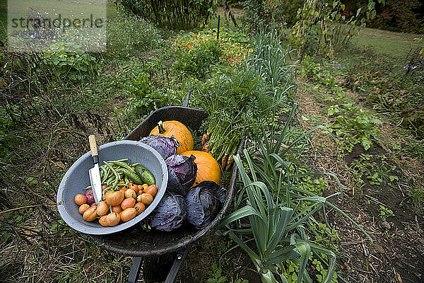 A wheelbarrow full of freshly harvested vegetables sits beside a small garden