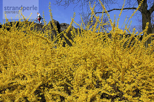 Yellow flowers in bloom.