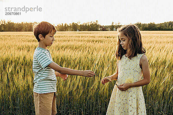 ?hildren playing in the wheat field