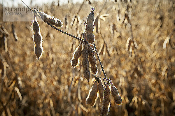 Soybeans at harvest