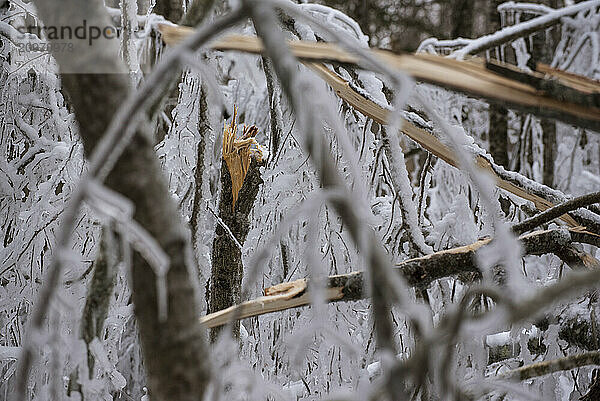 Icicles on branches and broken tree