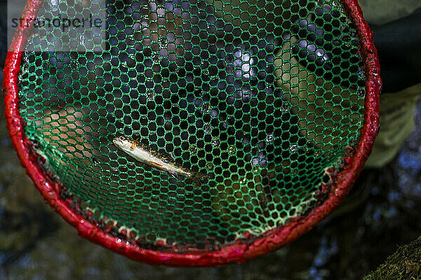 A Brook Trout Fish Caught During A Stream Survey On Mason Brook Conway