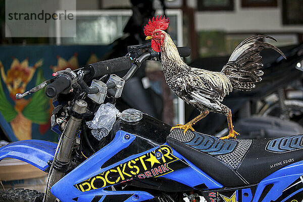 A rooster stands on a motorcycle in Bali  Indonesia.