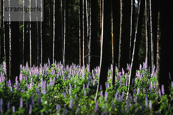 Flowers  Signal Mountain trees forest spring