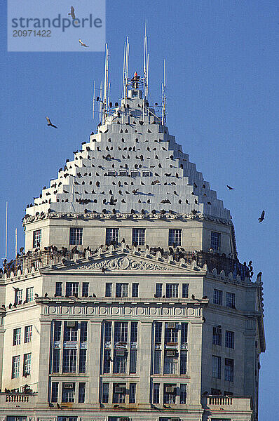 City Hall and turkey vultures in downtown Miami.