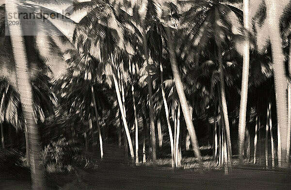 Blurry image of palm trees.