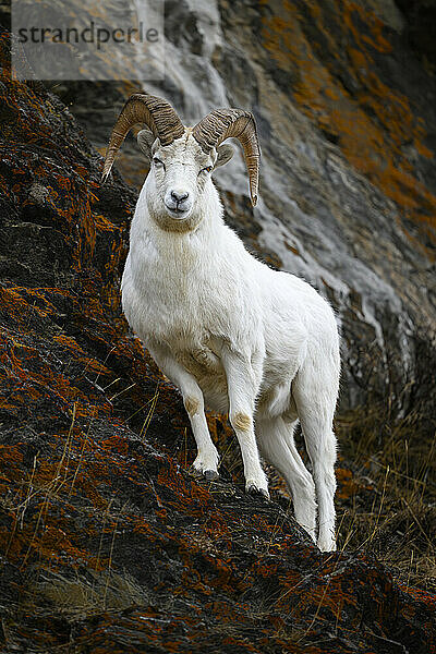 Large Dall Sheep Ram on Lichen covered Cliff in Alaska