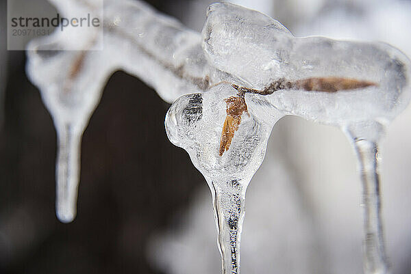 Close up of ice on twig