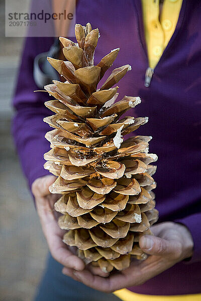 Person holding Western White Pine cone (Pinus monticola) Yosemite National Park  Ca.