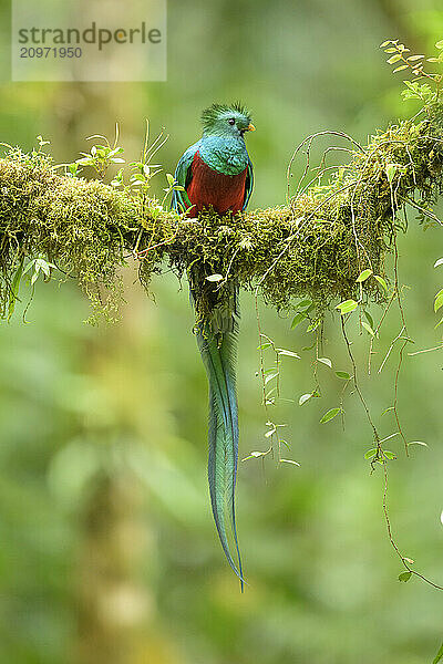 Resplendent Quetzal on moss covered branch in Panama