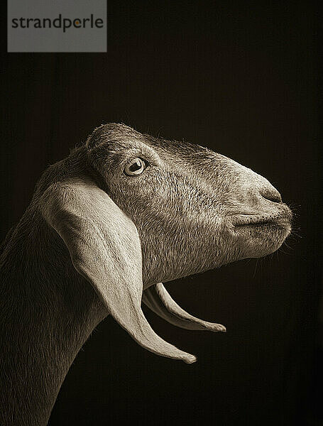 A portrait of a goat