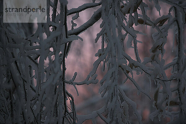 Snow on branches of tree