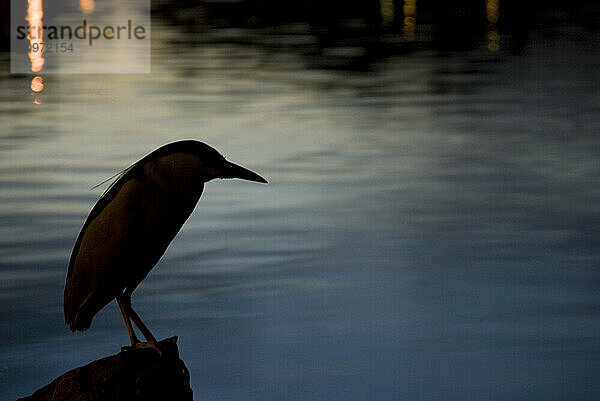 A great Blue Heron sits perched on a on a rock at Washington Park's Smith Lake at night. Denver  Colorado.