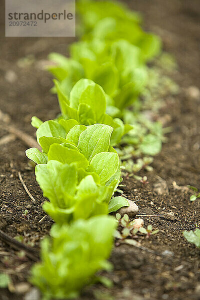 Lettuce starts in organic garden.