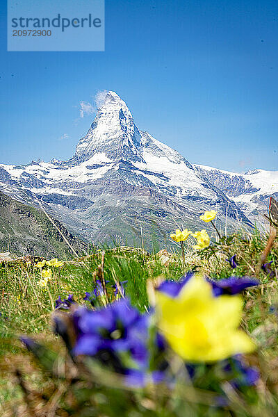 Flowering meadows with snowcapped Matterhorn on background