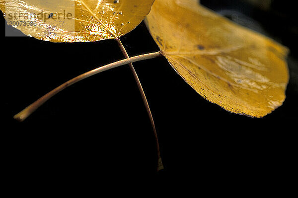 Aspen Leaves.