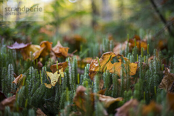 Forest floor  Adirondack Mountains  New York State  USA