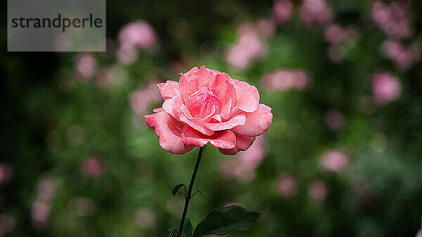 A rose blooming in bright pink in a garden