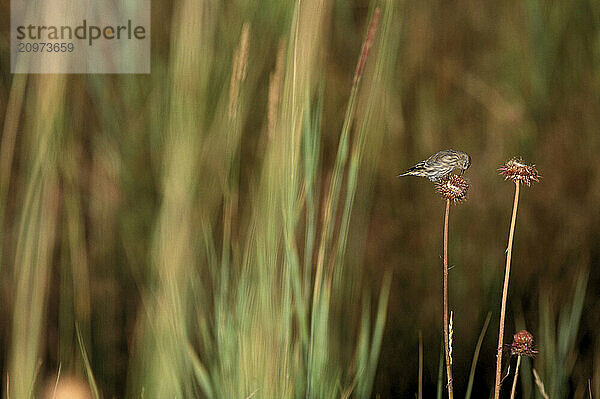 Wildlife  sparrow  WY USA