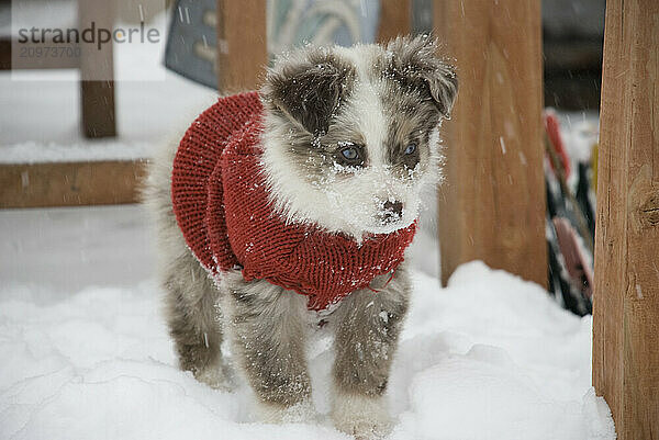 Known as one of the smartest dog breeds  an Australian shepherd puppy enjoys her first snow.