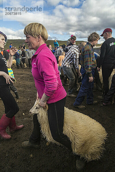 Icelandic woman sorts sheep at the annual autumn sheep roundup in Svinavatn  Iceland