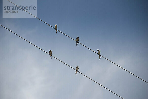 Five Swallows sit in formation on a powerline.