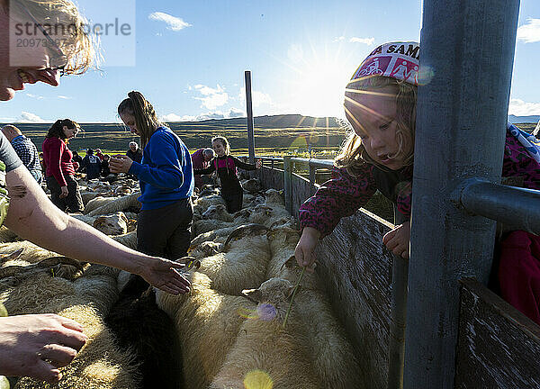 Young Icelandic girl plays at the annual autumn sheep roundup in Svinavatn  Iceland