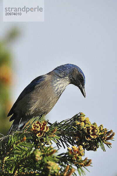 A colorful Mountain Blue Bird sits perched on a Pine Tree in search of pine nuts in the Garden of the gods.