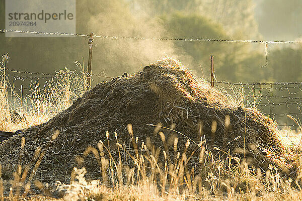 Pile of compost steaming in early morning light.