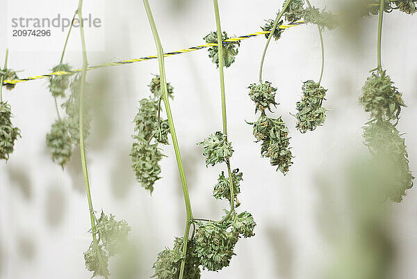 Trimmed medical marijuana strains hanging to cure.